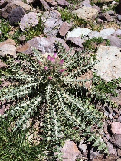 Carduus carlinoides, photographed by nick_goldwater