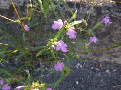 Galeopsis angustifolia, photographed by Gabriel Mayrhofer