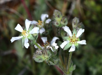 Potentilla bolanderi, photographed by Don Loarie