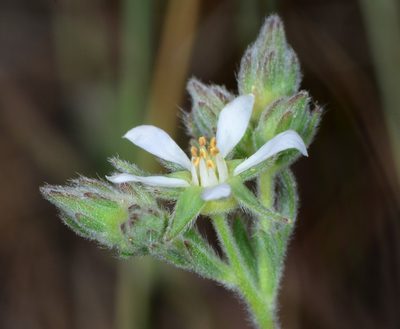 Potentilla bolanderi, photographed by Don Loarie