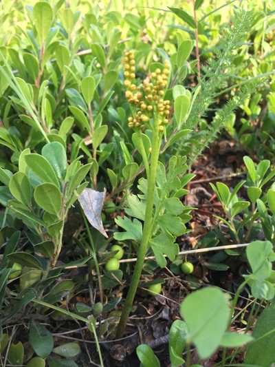 Botrychium alaskense, photographed by Jason Grant