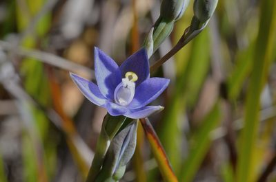 Thelymitra arenaria, photographed by James (Jim) Duggan