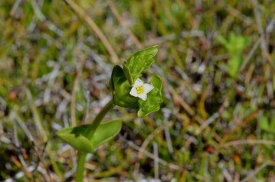 Sebaea albidiflora, photographed by James (Jim) Duggan