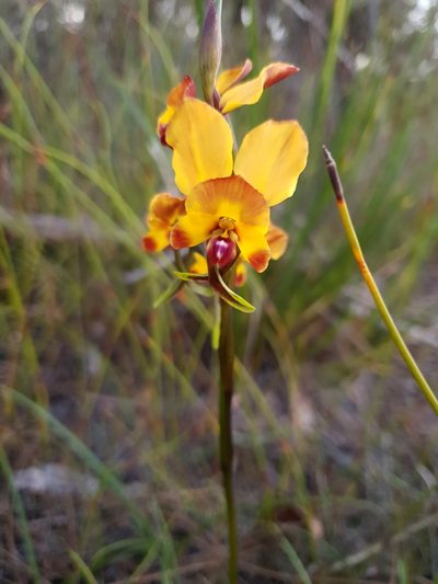 Diuris littoralis, photographed by Em Lamond