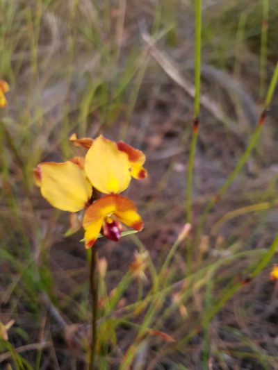 Diuris littoralis, photographed by Em Lamond