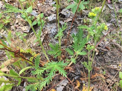 Potentilla litoralis, photographed by Jason Grant