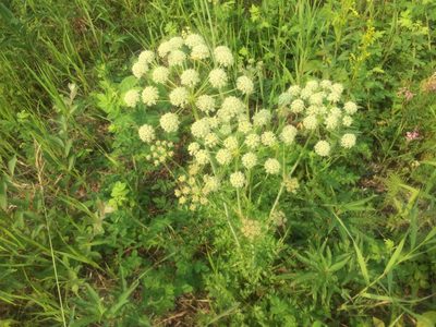 Cnidium cnidiifolium, photographed by Jason Grant