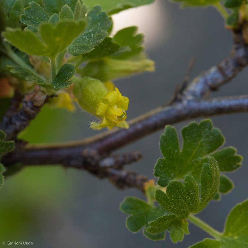 Ribes lasianthum, photographed by Ken-ichi Ueda