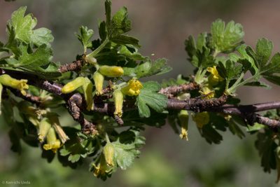 Ribes lasianthum, photographed by Ken-ichi Ueda