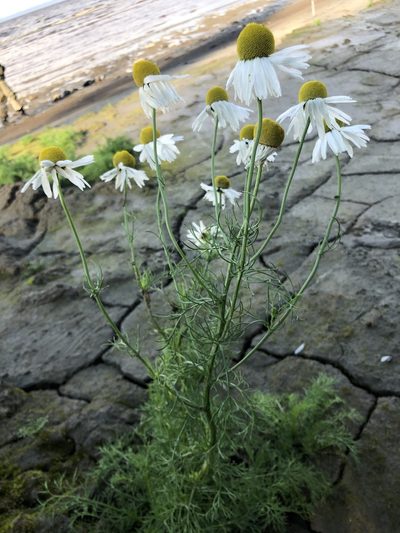 Tripleurospermum hookeri, photographed by Valerii Glazunov