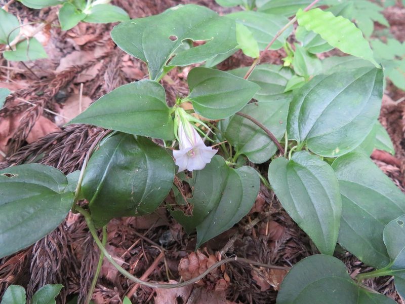 Tripterospermum trinervium, photographed by Marco Mussita