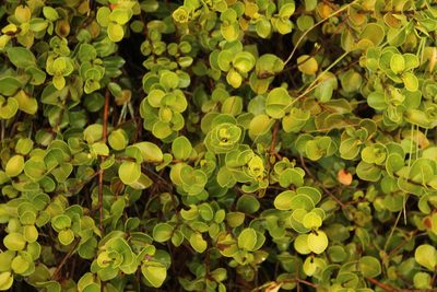 Myrcianthes leucoxyla, photographed by Andrés Ramírez-Barrera