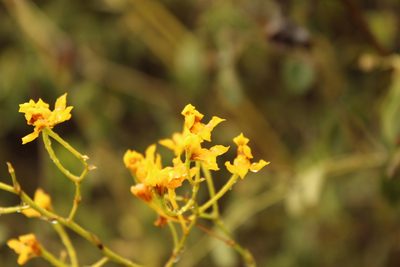 Cyrtochilum densiflorum, photographed by Andrés Ramírez-Barrera