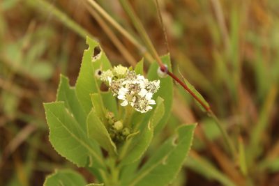 Verbesina centroboyacana, photographed by Andrés Ramírez-Barrera
