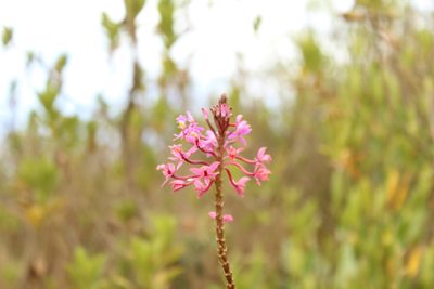 Epidendrum arachnoglossum, photographed by Andrés Ramírez-Barrera