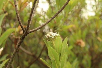 Verbesina centroboyacana, photographed by Andrés Ramírez-Barrera