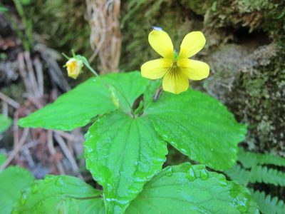 Viola brevistipulata, photographed by Marco Mussita