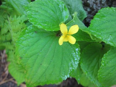 Viola brevistipulata, photographed by Marco Mussita