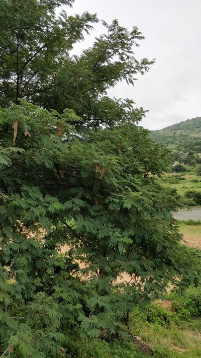 Albizia amara, photographed by Suhel Quader