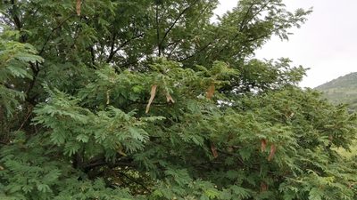 Albizia amara, photographed by Suhel Quader