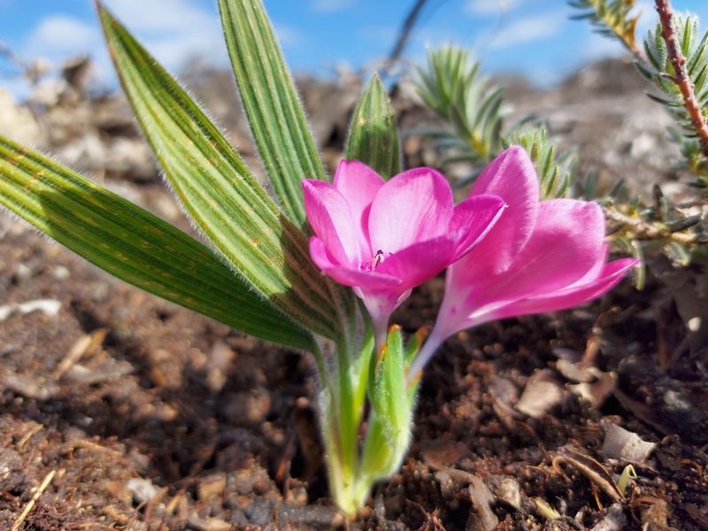 Babiana blanda, photographed by Jacques van der Merwe