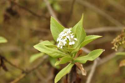 Verbesina centroboyacana, photographed by Andrés Ramírez-Barrera