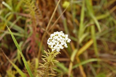 Stevia serrata, photographed by Andrés Ramírez-Barrera