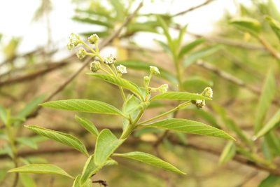 Lippia hirsuta, photographed by Andrés Ramírez-Barrera