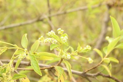 Lippia hirsuta, photographed by Andrés Ramírez-Barrera