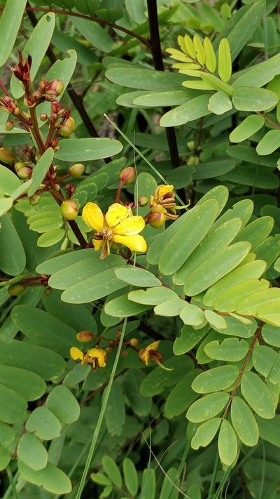 Senna montana, photographed by Suhel Quader