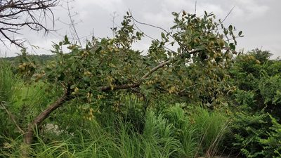 Lagerstroemia parviflora, photographed by Suhel Quader