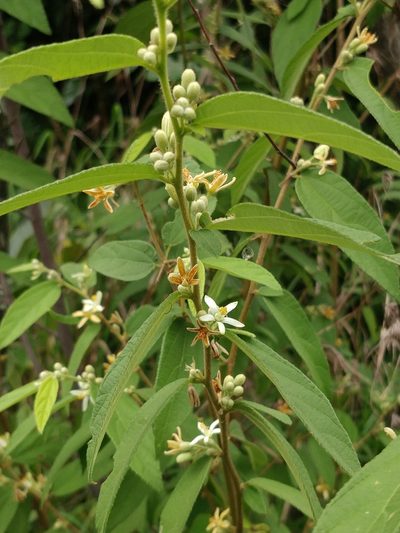 Grewia hirsuta, photographed by Suhel Quader