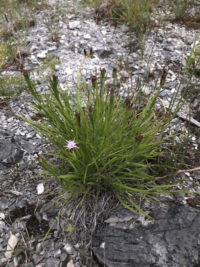Liatris oligocephala, photographed by anguspritchard