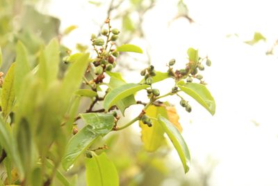 Muehlenbeckia tamnifolia, photographed by Andrés Ramírez-Barrera