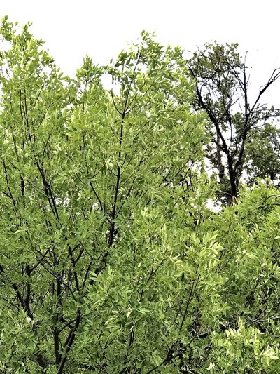 Fraxinus papillosa, photographed by CK2AZ