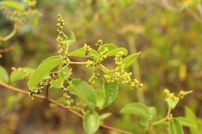 Muehlenbeckia tamnifolia, photographed by Andrés Ramírez-Barrera