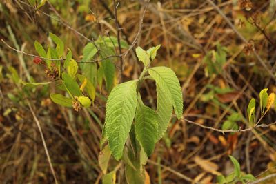 Lippia hirsuta, photographed by Andrés Ramírez-Barrera