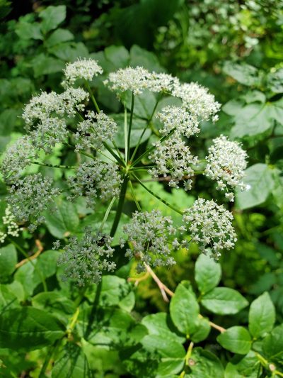 Ligusticum canbyi, photographed by Shane Johnson