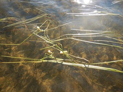 Sparganium angustifolium, photographed by stinger