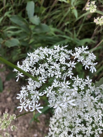 Heracleum austriacum, photographed by Thomas Ebner