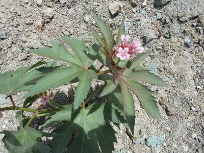 Jatropha macrorhiza, photographed by Jonathan Rodriguez