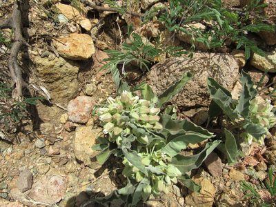 Asclepias nyctaginifolia, photographed by Jonathan Rodriguez