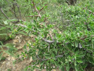 Condalia correllii, photographed by Jonathan Rodriguez