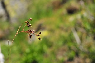Luzula alpinopilosa, photographed by Aaron Iemma