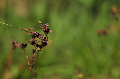 Luzula alpinopilosa, photographed by Aaron Iemma