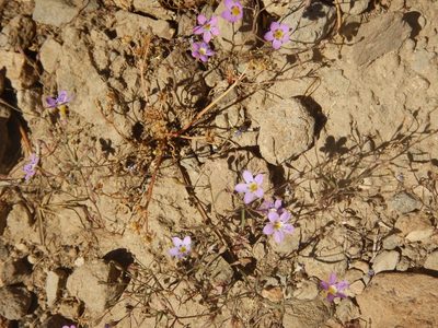 Navarretia leptalea, photographed by stinger