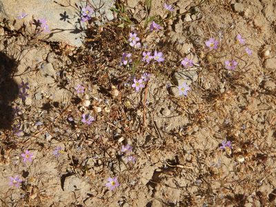 Navarretia leptalea, photographed by stinger