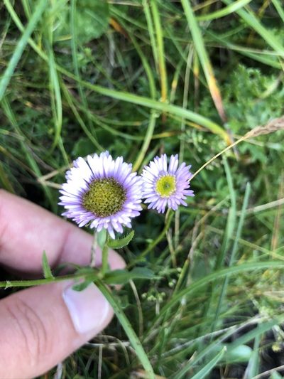 Erigeron acer, photographed by Thomas Ebner