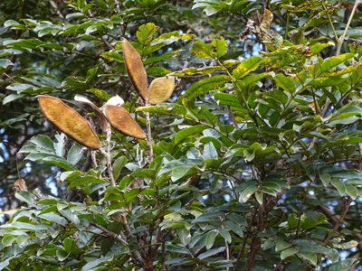 Millettia grandis, photographed by Shaun Swanepoel