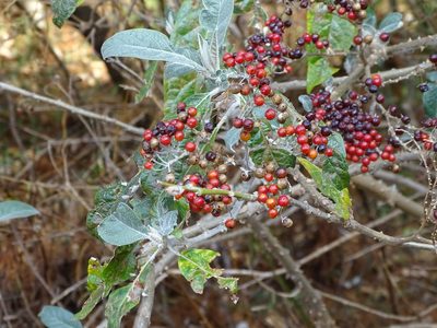 Solanum giganteum, photographed by Shaun Swanepoel